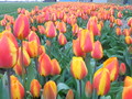 Pole s tulipány