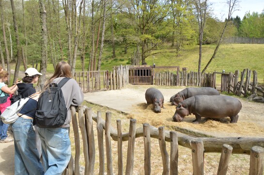 ZOO Dvůr Králové